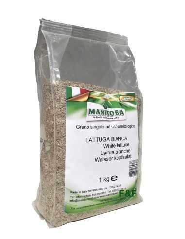 Lechuga Blanca Extra Manitoba