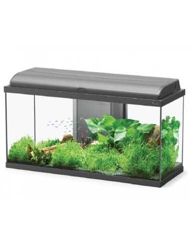 Acuario AQUADREAM 80