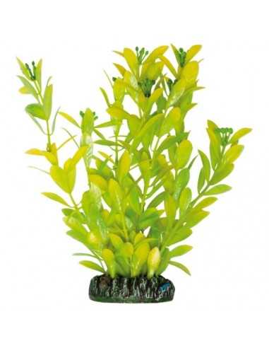 Hygrophila polysperma AQUATIC PLANTS (20.5 cm) ICA