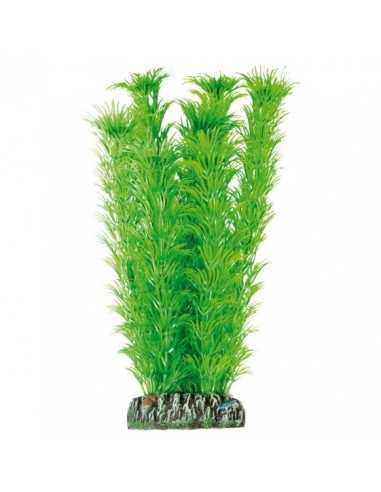 Ambulia de AQUATIC PLANTS (21 cm) ICA