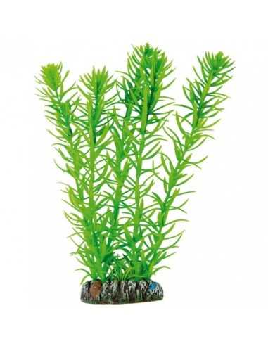 Egeria de AQUATIC PLANTS (20 cm) ICA