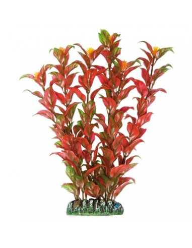 Alternanthera de AQUATIC PLANTS (22 cm) ICA