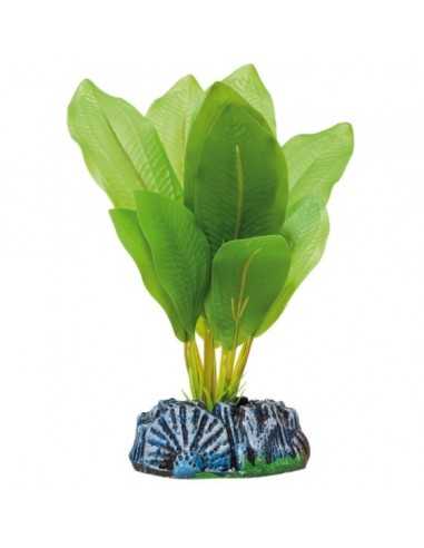 Echinodorus de AQUATIC PLANTS (14 cm) ICA