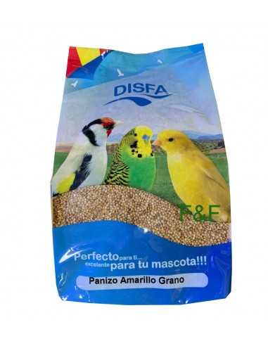 Yellow panizo grain Disfa