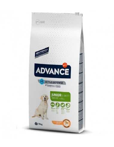 Advance Maxi Junior +30Kg