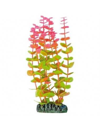 Alternanthera AQUATIC PLANTS (20 cm) ICA