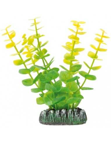 Bacoba AQUATIC PLANTS (13 cm) ICA