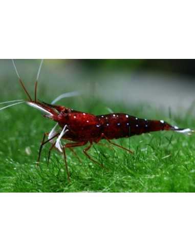 Caridina Sulawesi Dennerli