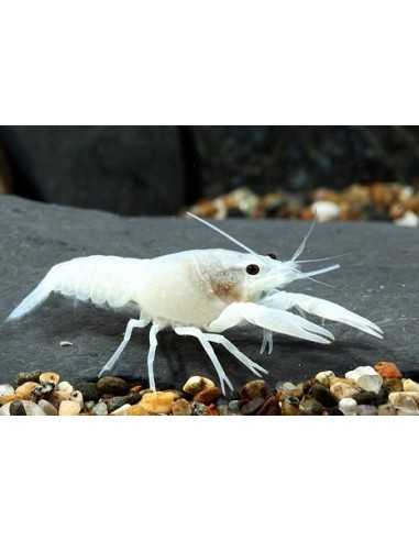 Procambarus Alleni White