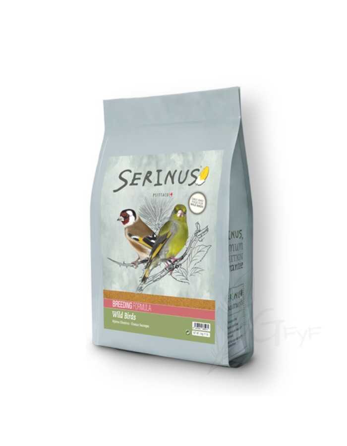 Wildlife  breeding Serinus