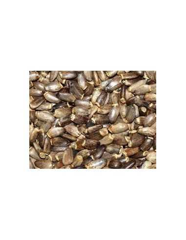 Milk thistle seed